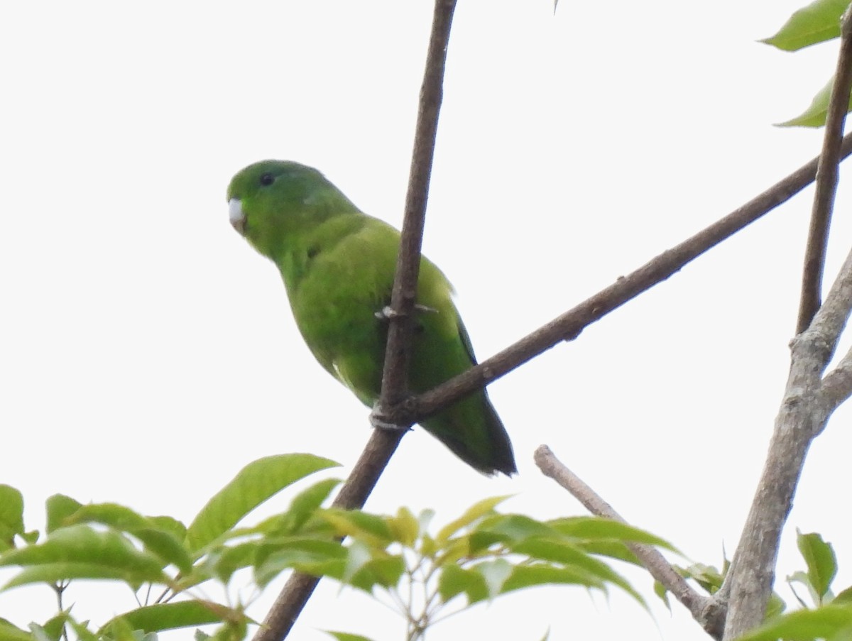 Cobalt-rumped Parrotlet - ML643885035