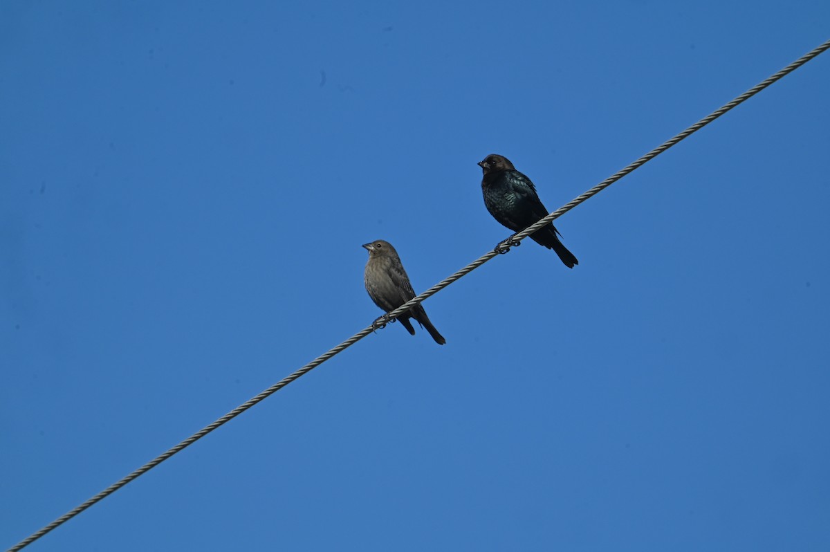 Brown-headed Cowbird - ML643885060