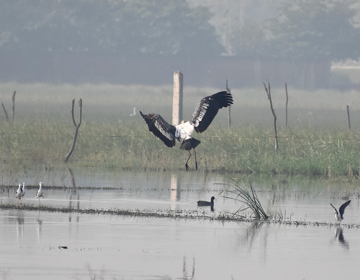 Painted Stork - ML643885076