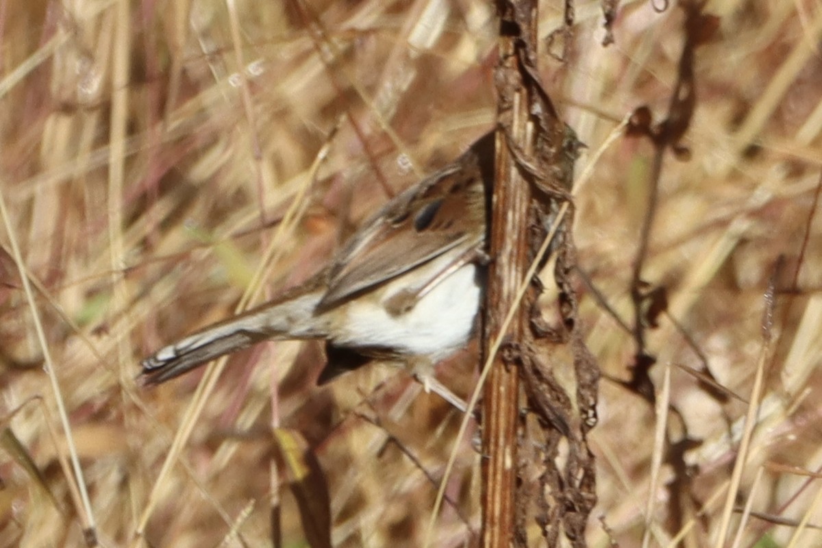 Swamp Sparrow - ML643885084