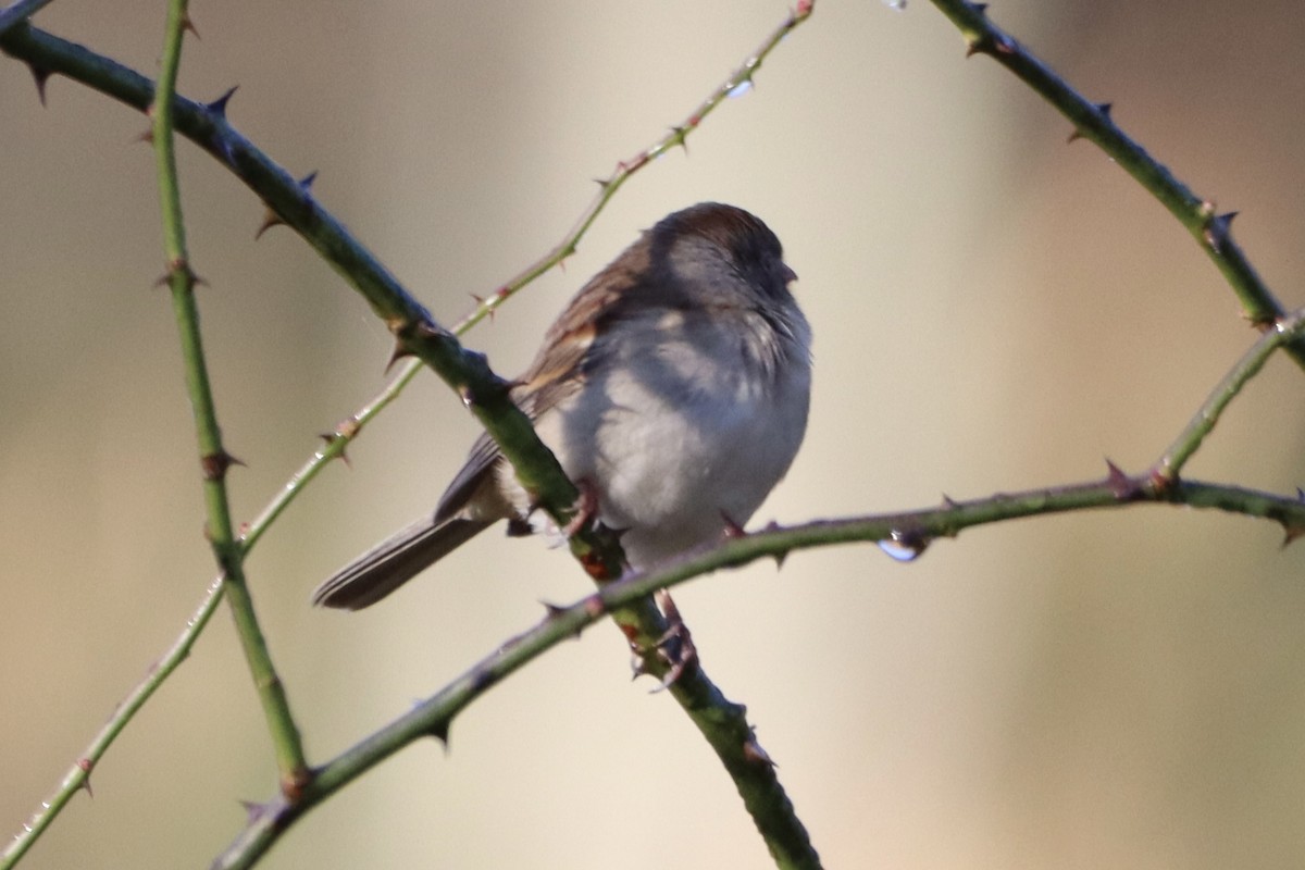 Field Sparrow - ML643885089