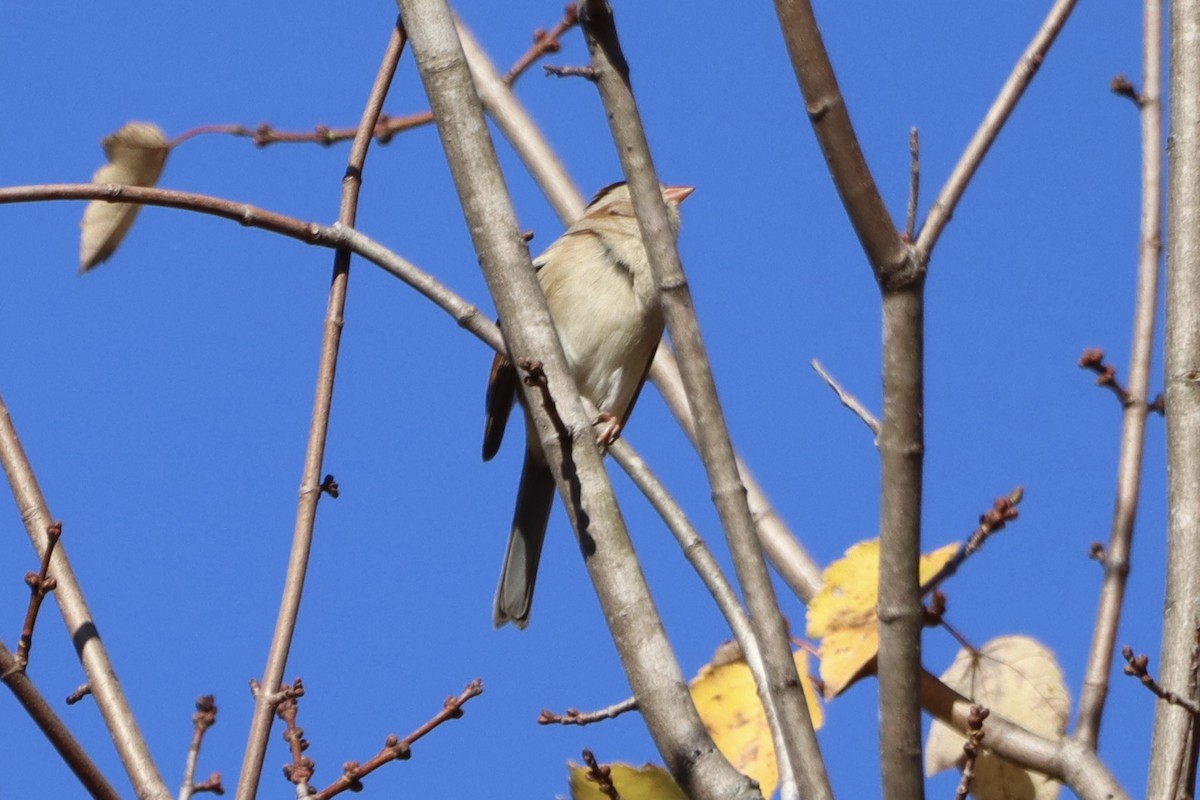 Field Sparrow - ML643885090