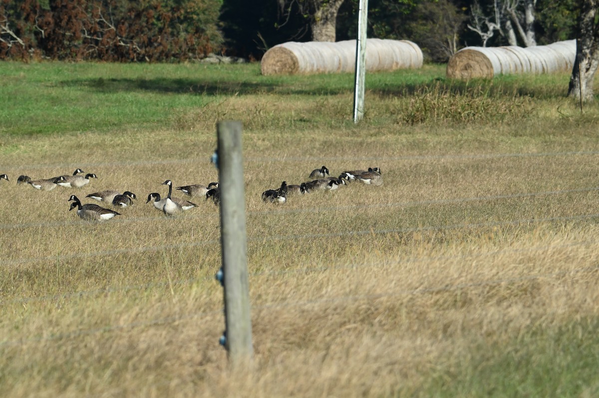 Canada Goose - ML643885109