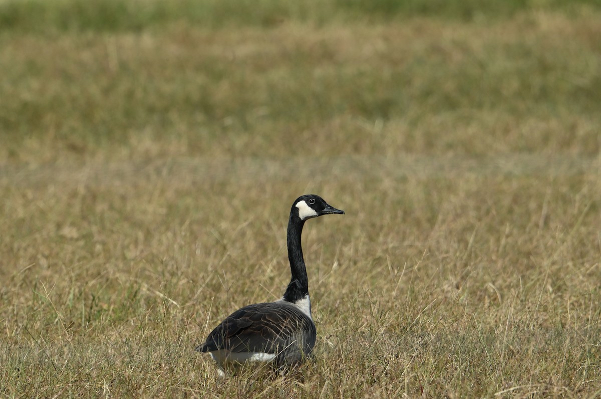 Canada Goose - ML643885115