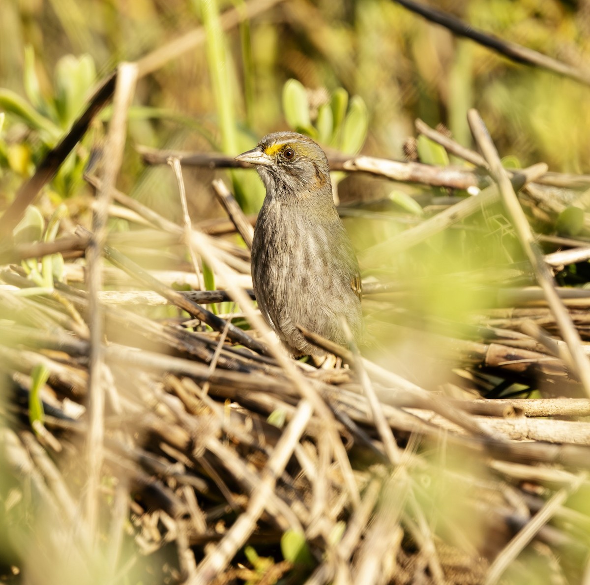 Seaside Sparrow - ML643885119