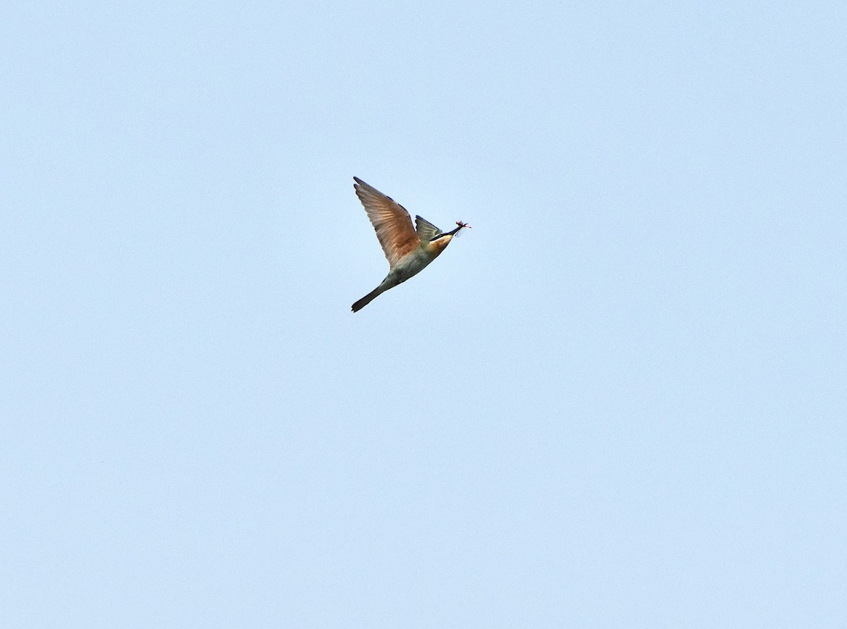 Blue-tailed Bee-eater - ML643885143