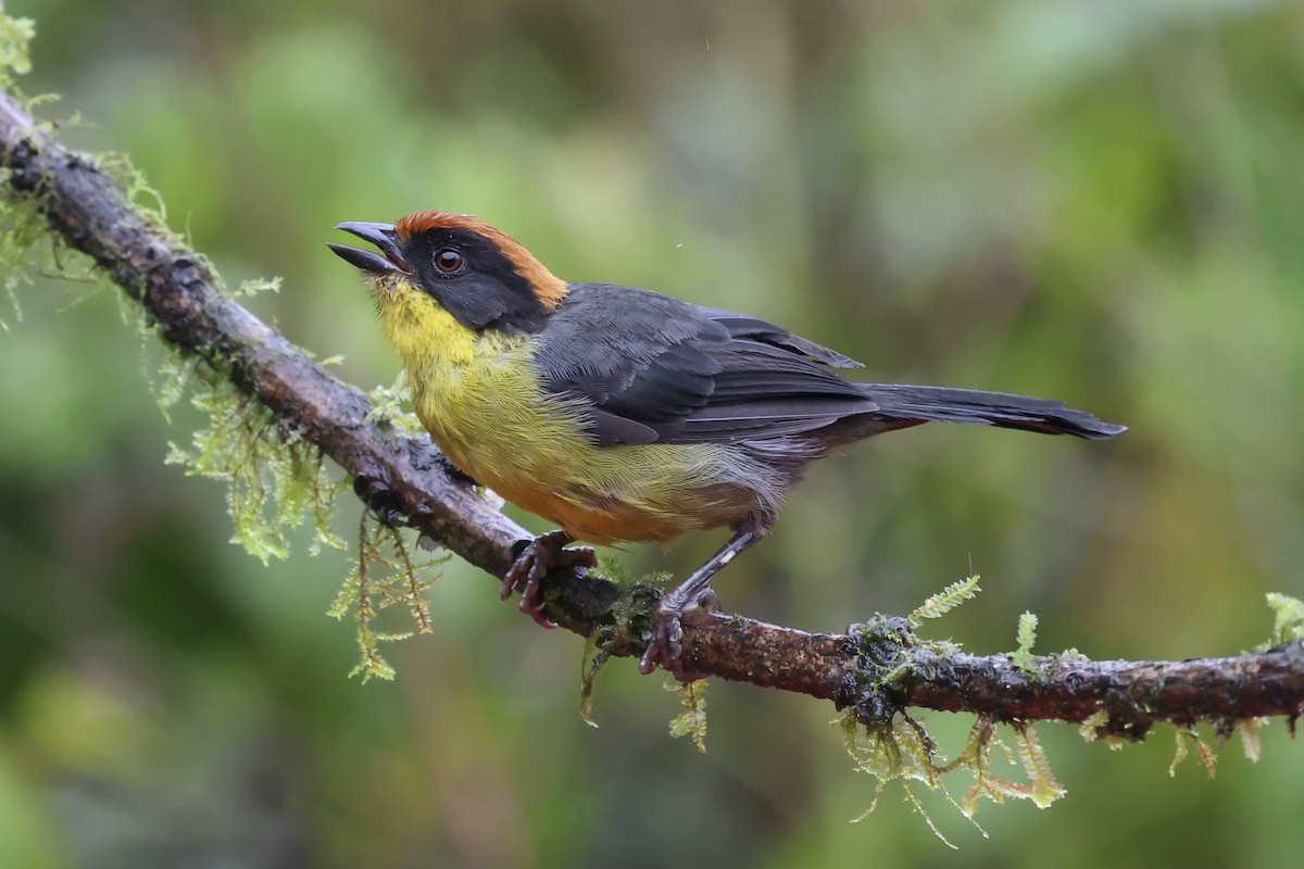 Yellow-breasted Brushfinch - ML643885148
