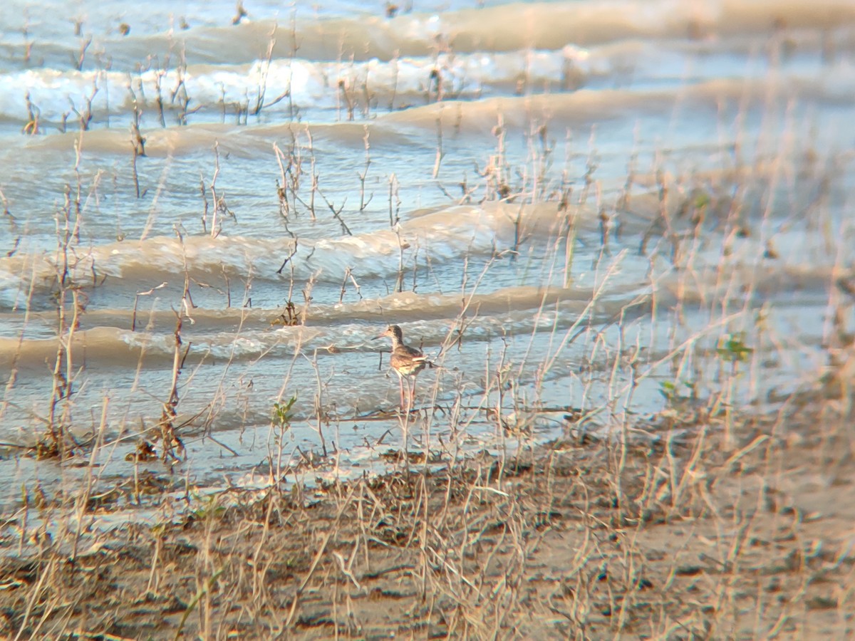 Common Redshank - ML643885151