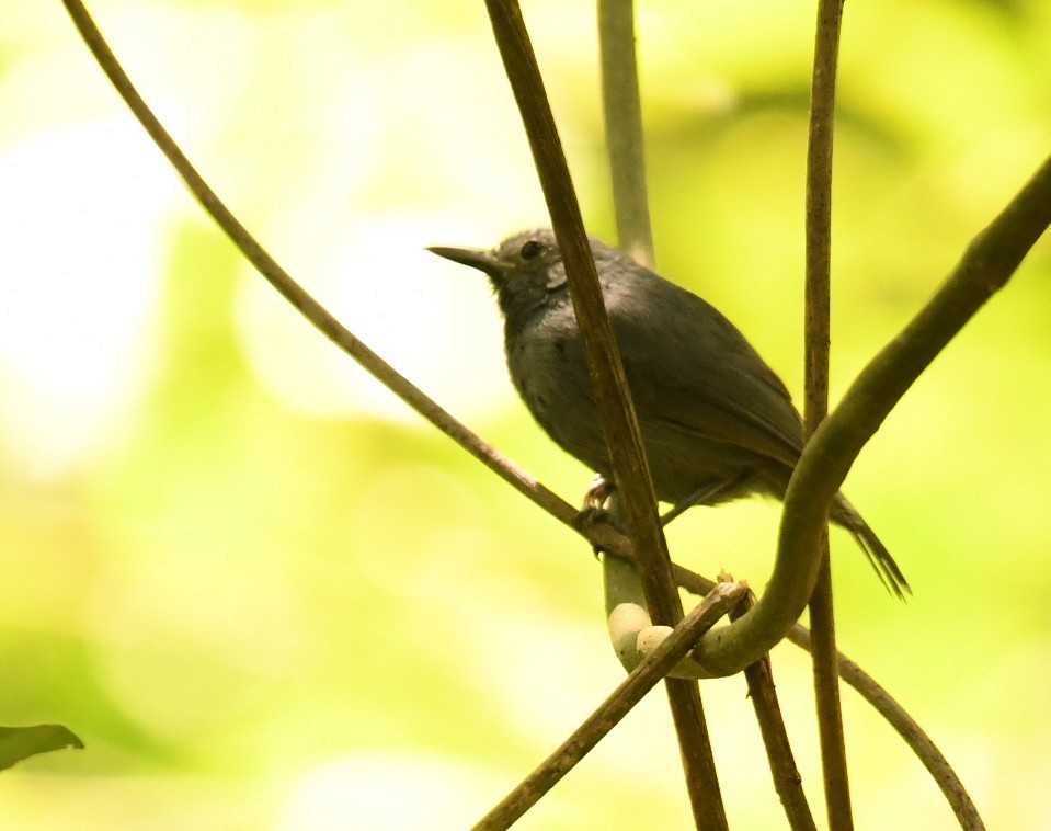 ムジヒメアリサザイ - ML643885158