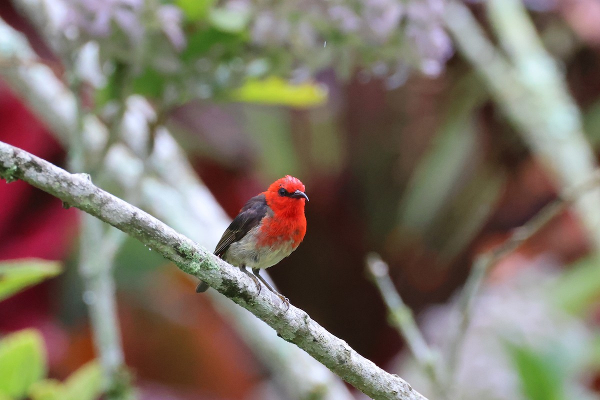 Sulawesi Myzomela - ML643885174