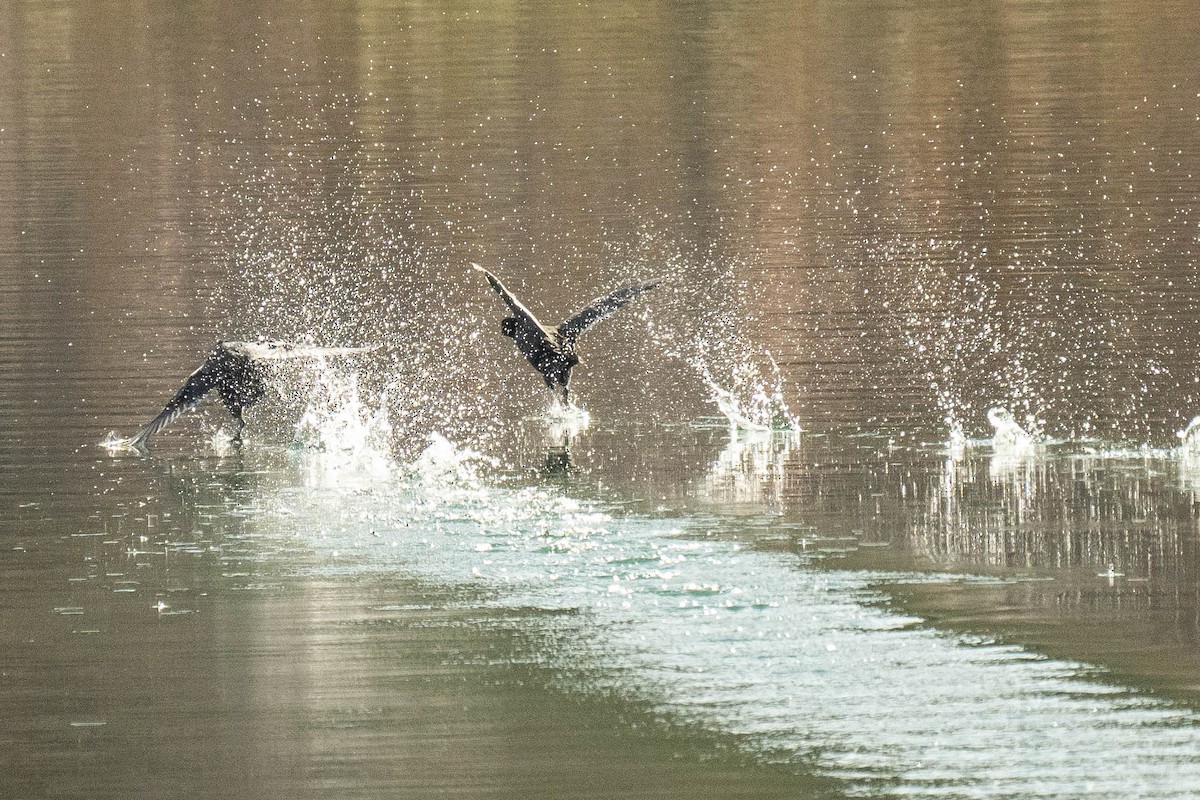 Eurasian Coot - ML643885175