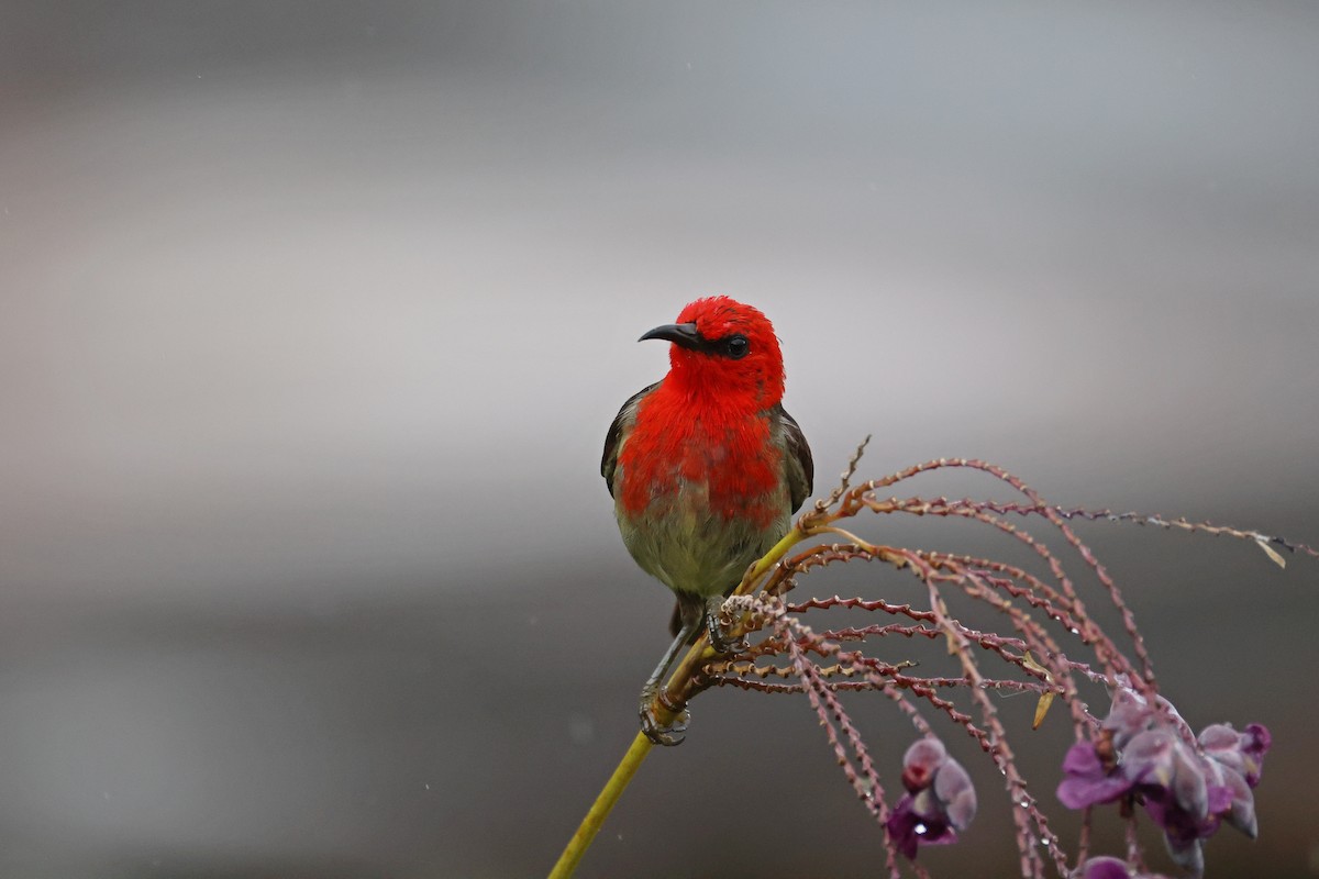 Sulawesi Myzomela - ML643885176