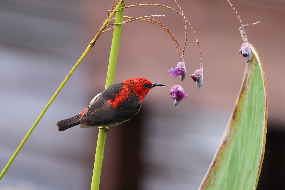 Sulawesi Myzomela - ML643885177