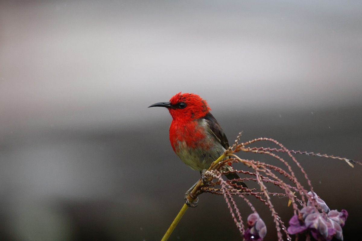 Sulawesi Myzomela - ML643885178