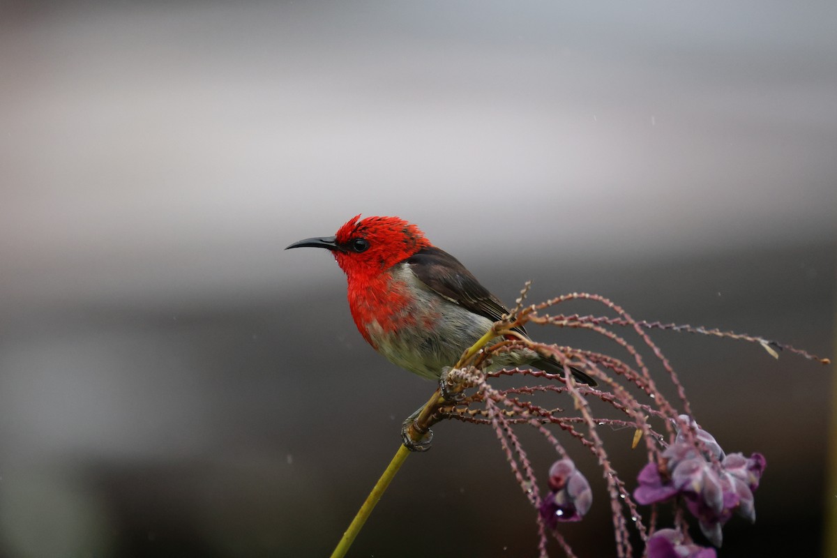 Sulawesi Myzomela - ML643885179