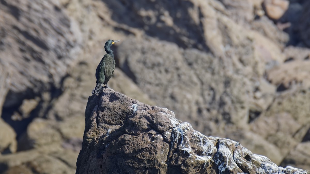 European Shag - ML643885180