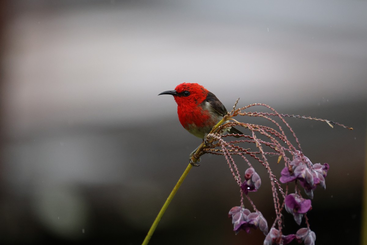 Sulawesi Myzomela - ML643885182