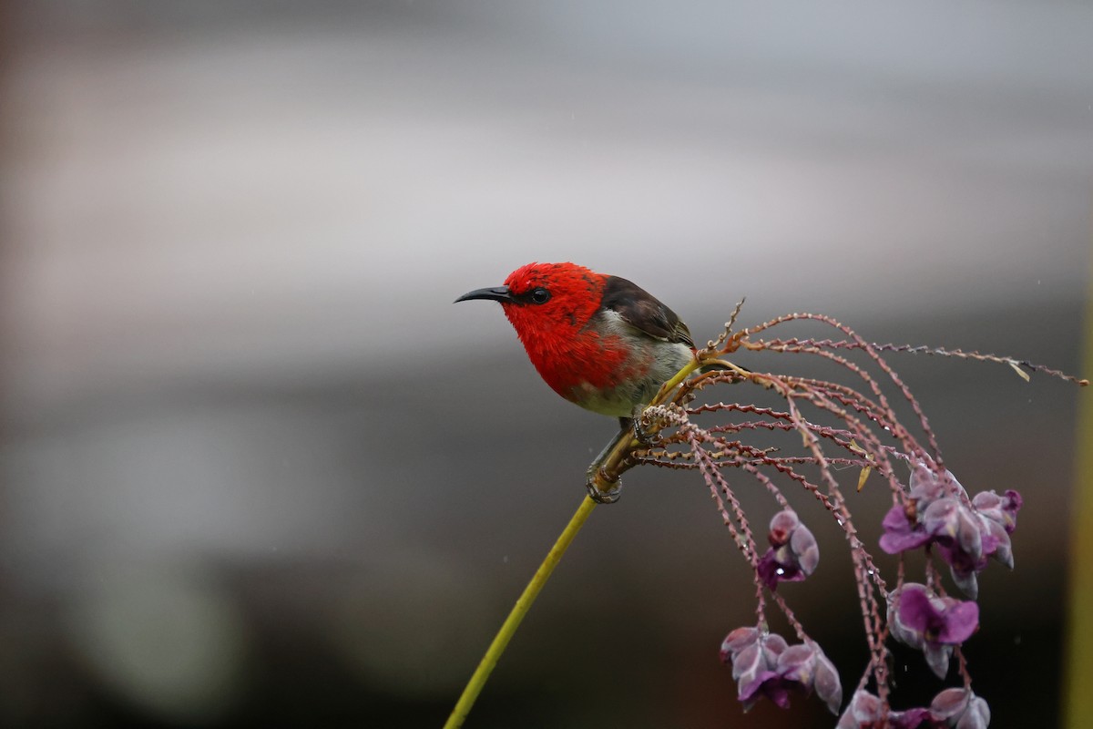 Sulawesi Myzomela - ML643885183