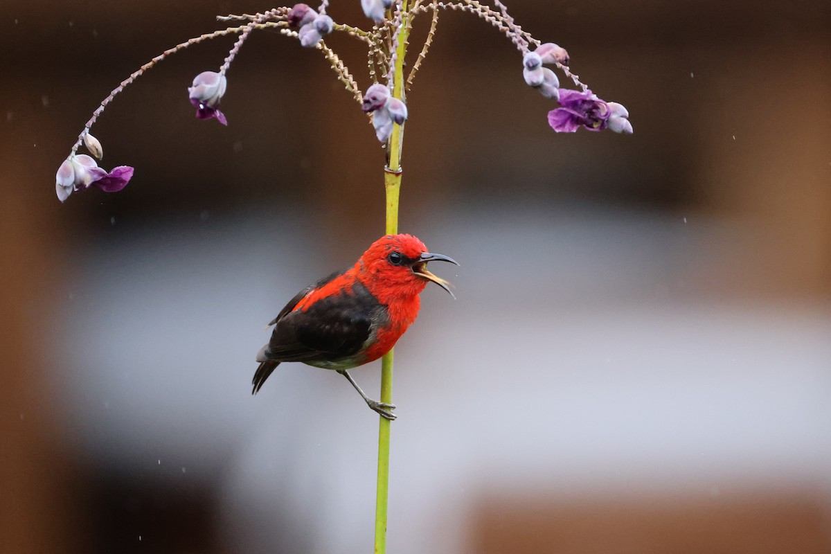 Sulawesi Myzomela - ML643885184