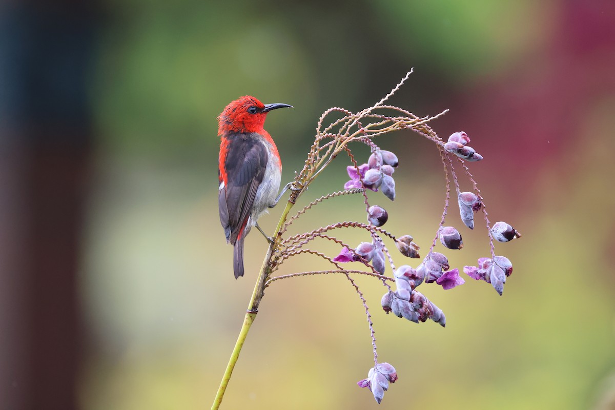 Sulawesi Myzomela - ML643885185