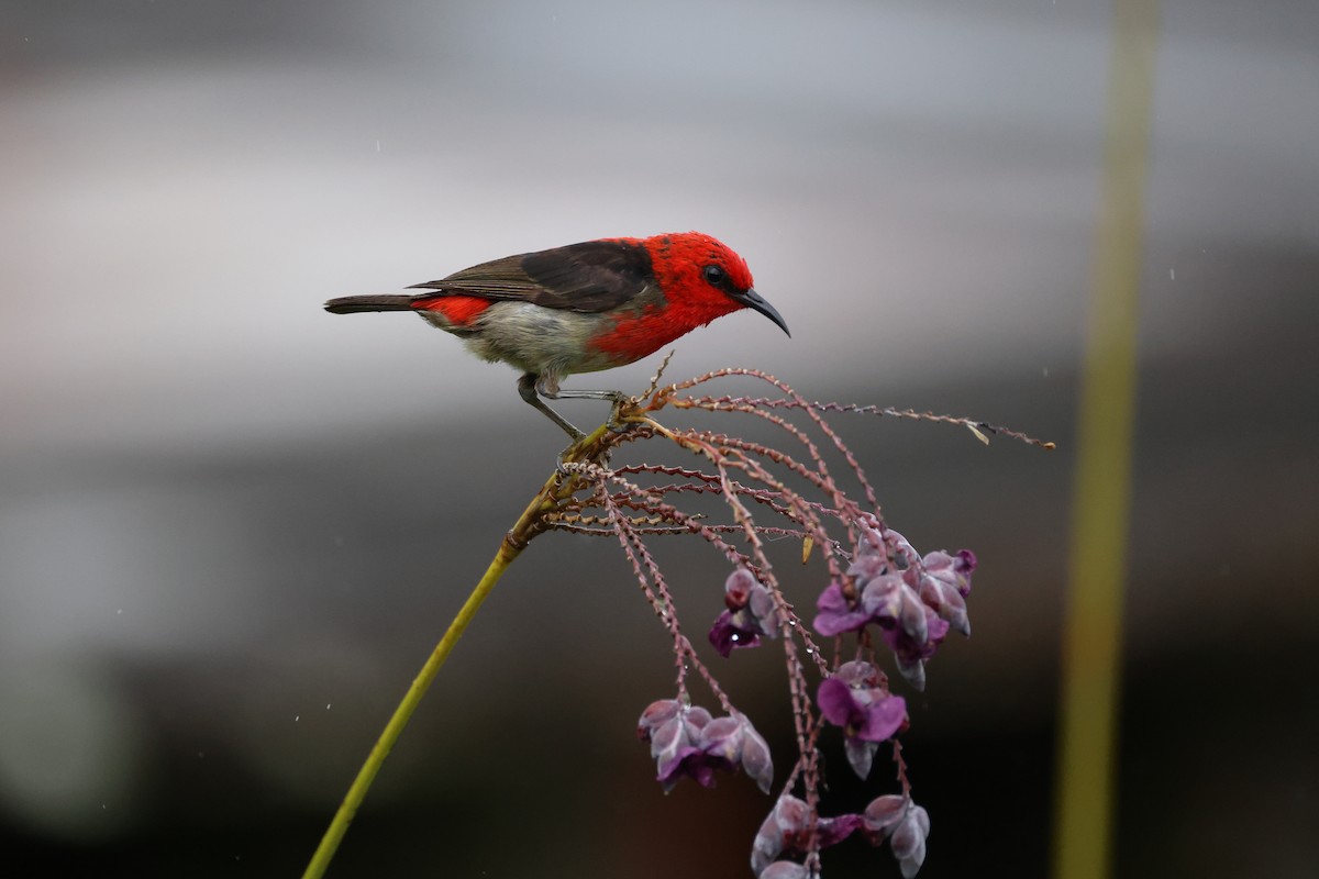 Sulawesi Myzomela - ML643885186