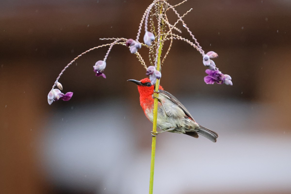 Sulawesi Myzomela - ML643885187