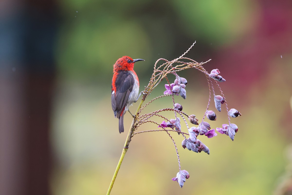 Sulawesi Myzomela - ML643885188