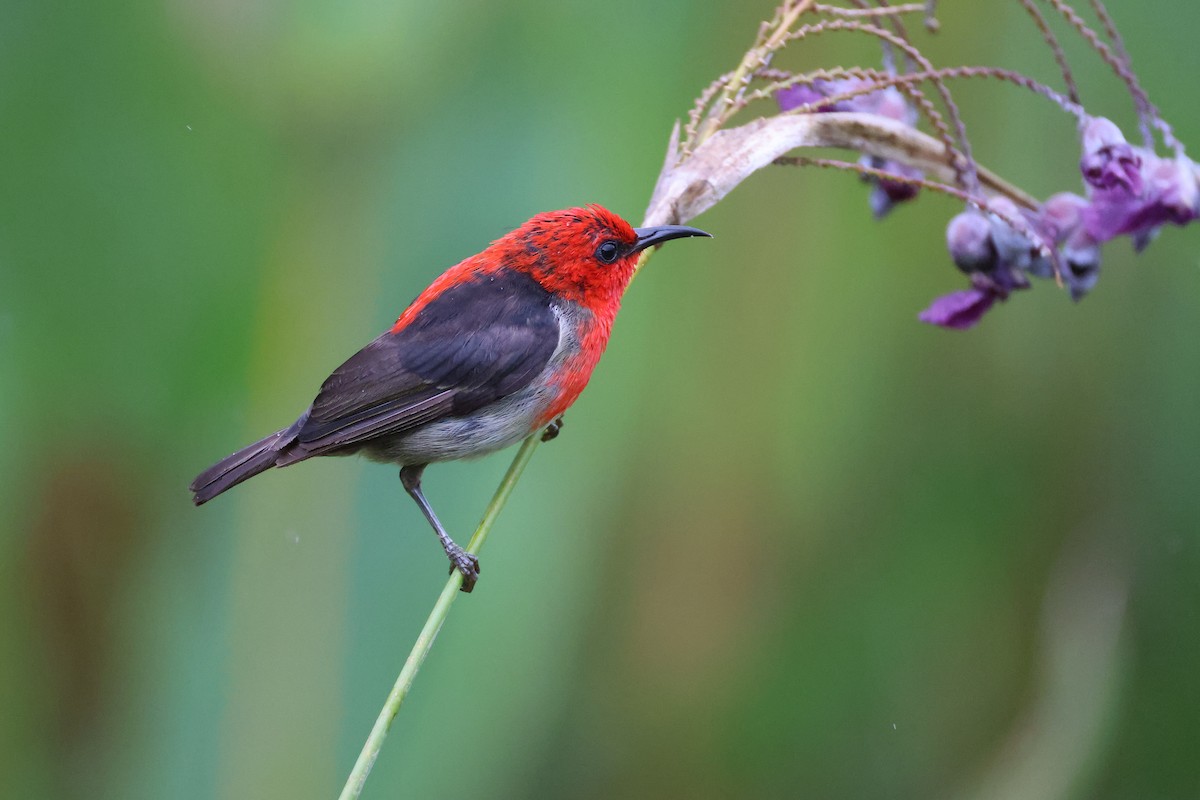 Sulawesi Myzomela - ML643885189