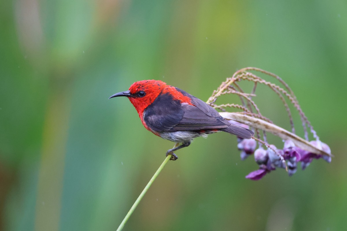 Sulawesi Myzomela - ML643885190