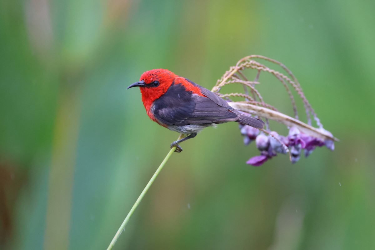 Sulawesi Myzomela - ML643885191