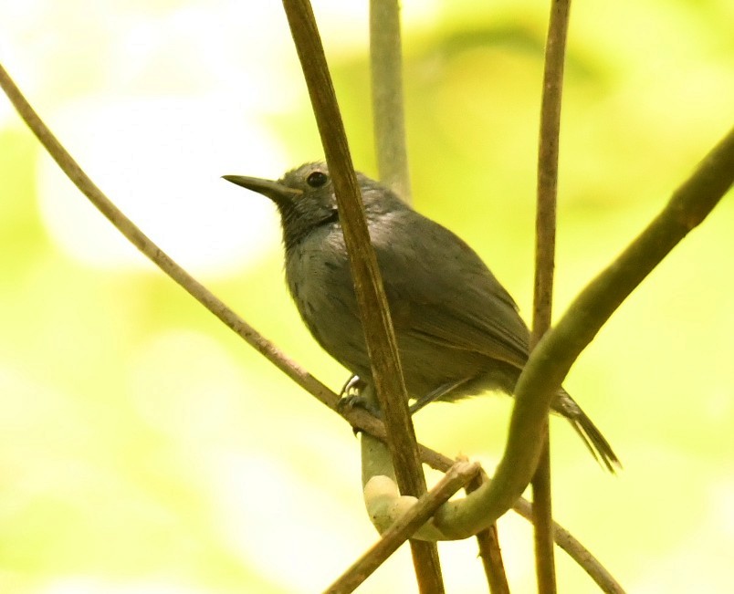 ムジヒメアリサザイ - ML643885193