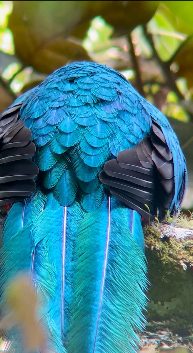 Resplendent Quetzal (Guatemalan) - ML643885200
