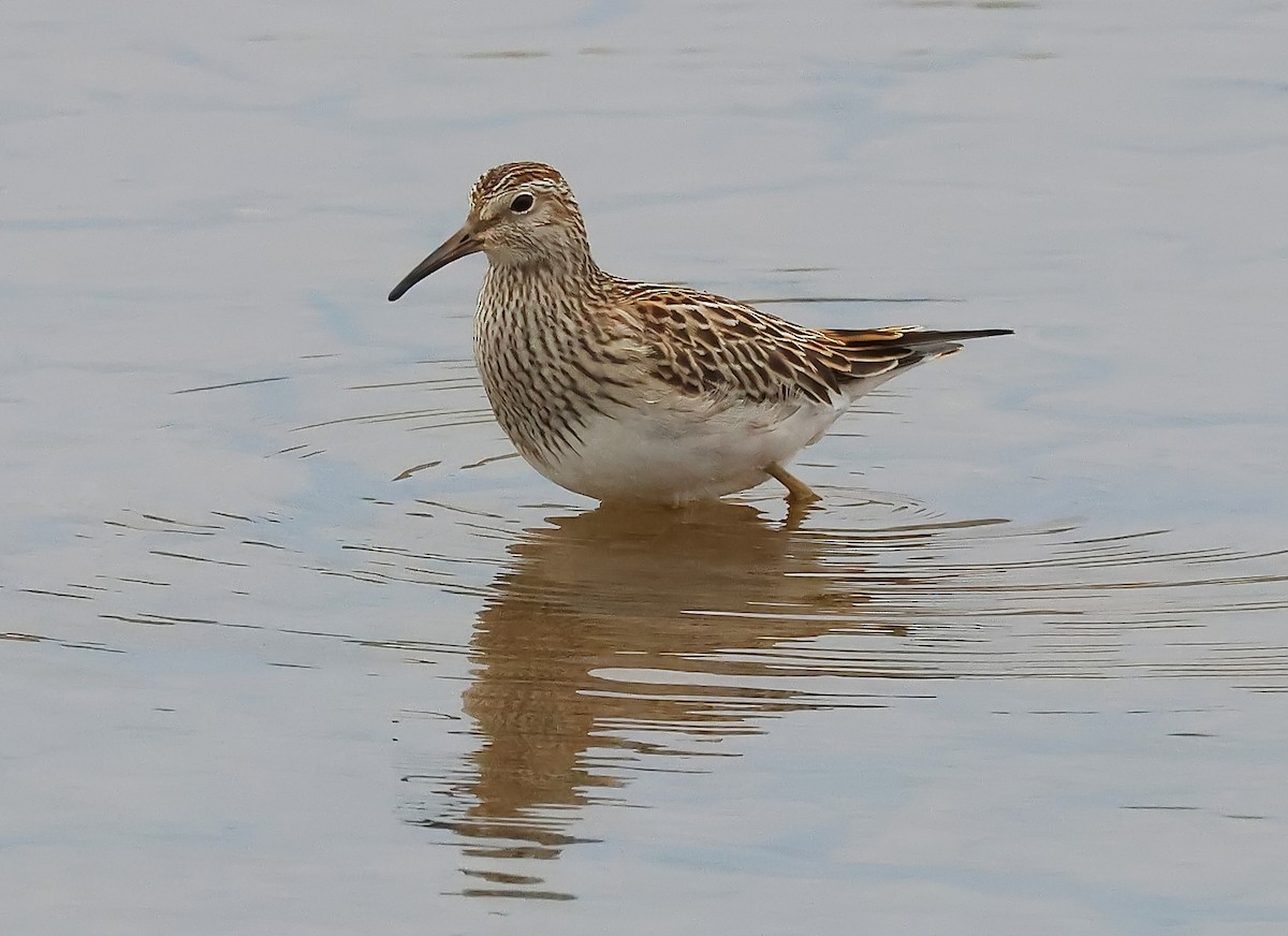 Pectoral Sandpiper - ML643885211
