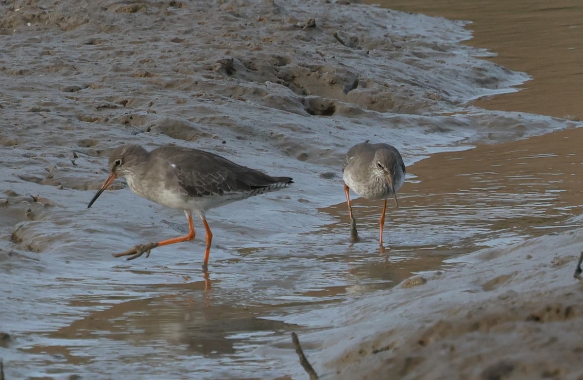 Common Redshank - ML643885214
