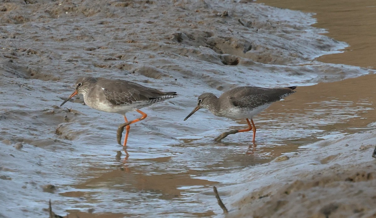 Common Redshank - ML643885215