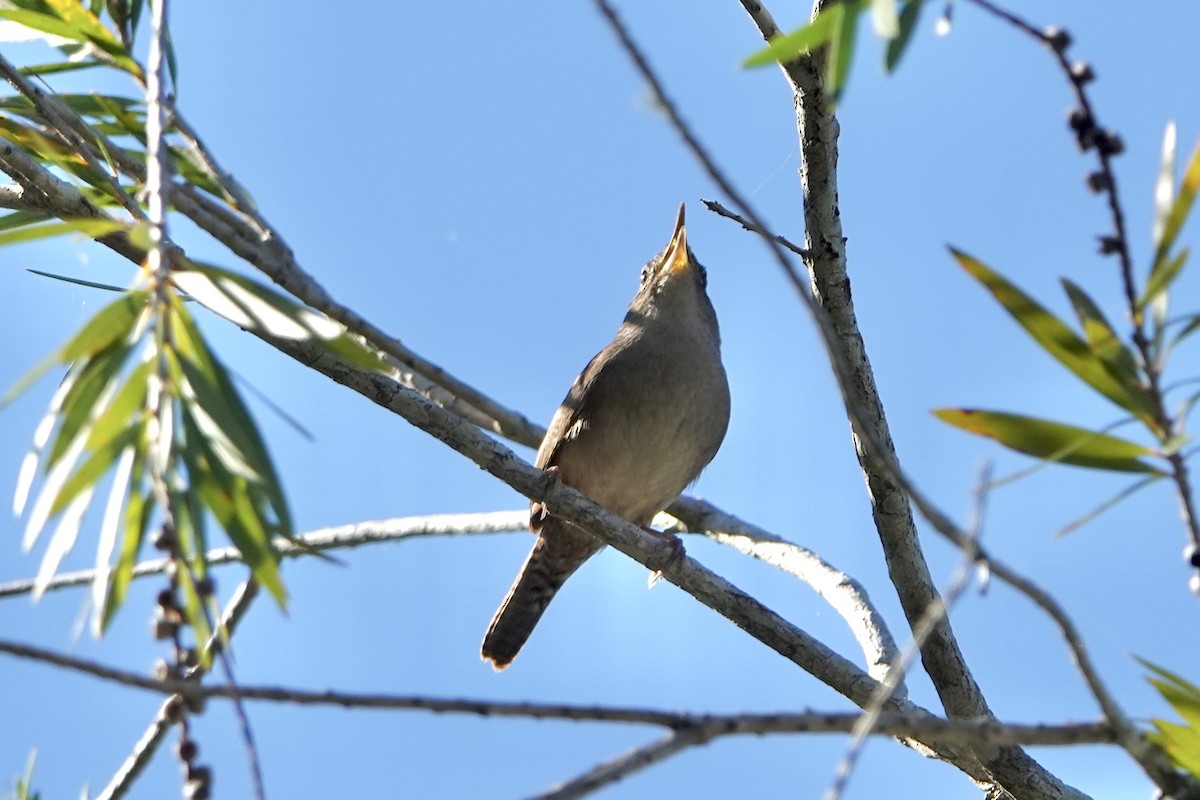 Northern House Wren - ML643885228