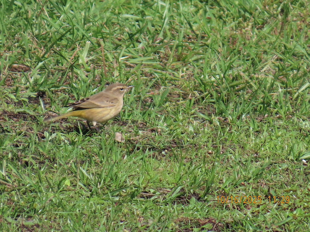 Palm Warbler - ML643885231