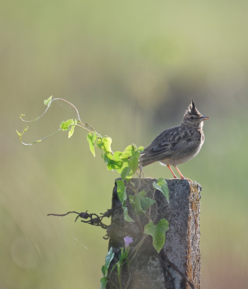 Malabar Lark - ML643885234