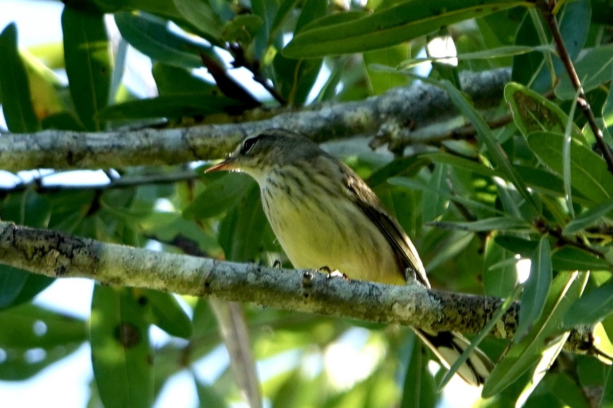 Palm Warbler - ML643885245