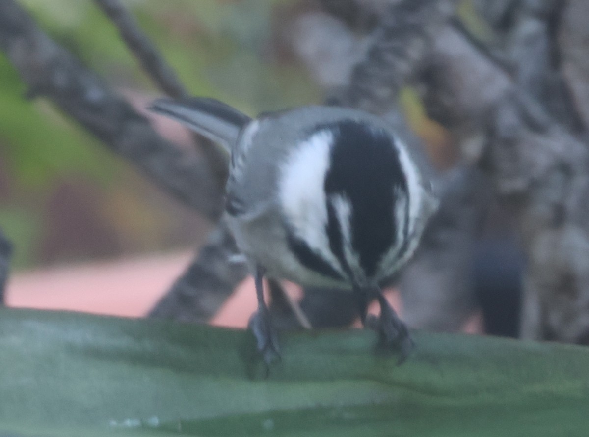 Mountain Chickadee - ML643885246