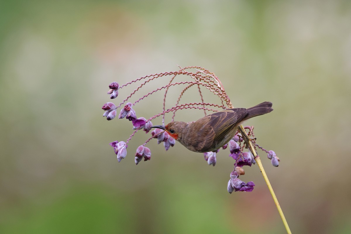 Sulawesi Myzomela - ML643885258