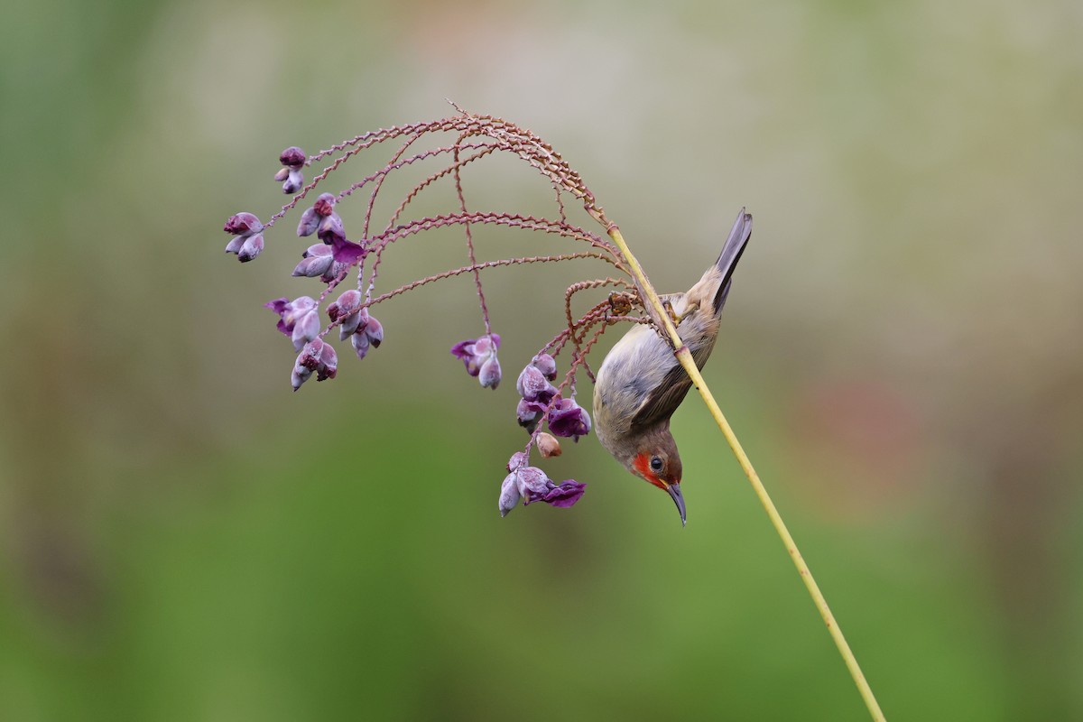 Sulawesi Myzomela - ML643885259