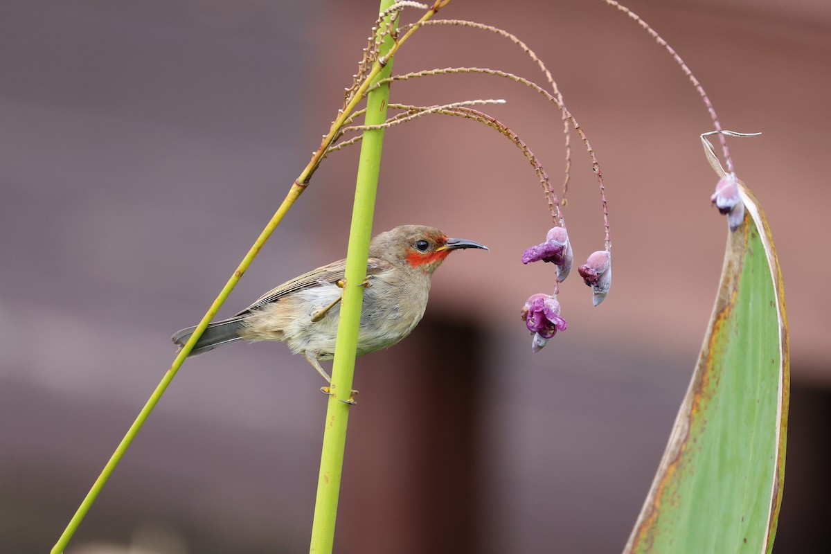 Sulawesi Myzomela - ML643885260