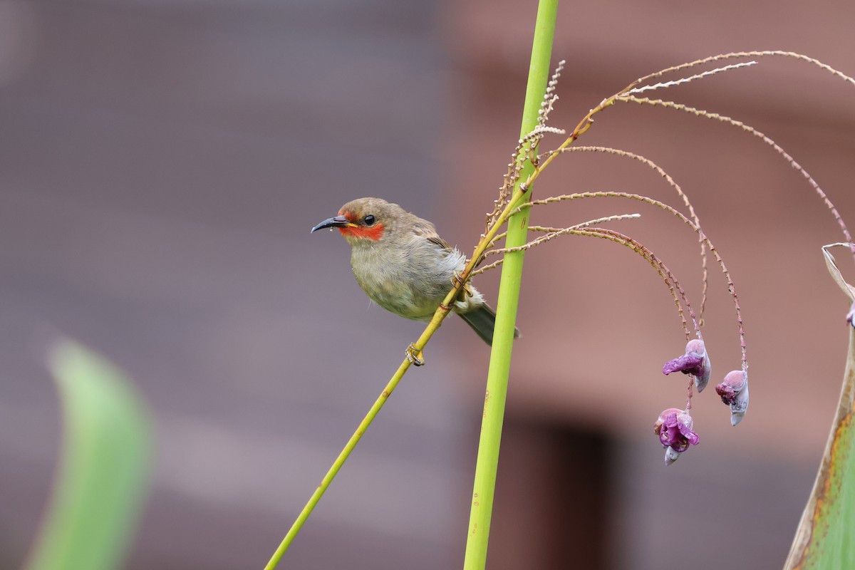 Sulawesi Myzomela - ML643885261