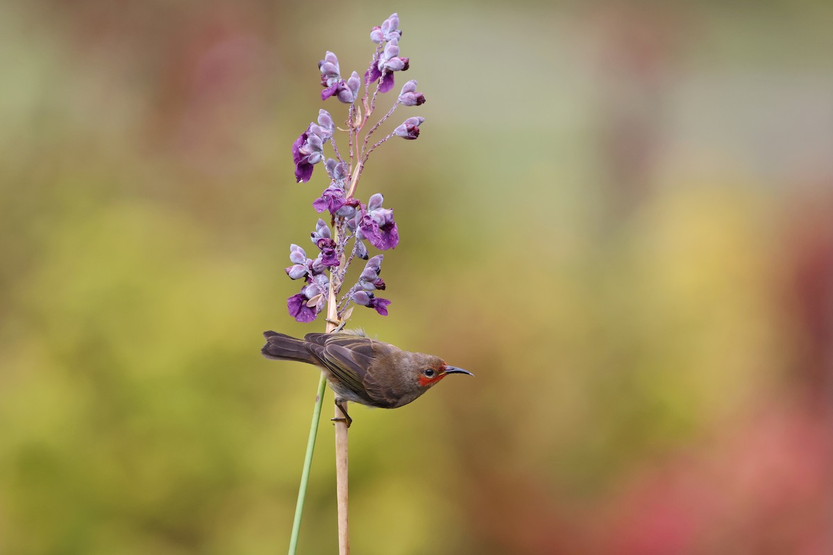 Sulawesi Myzomela - ML643885262