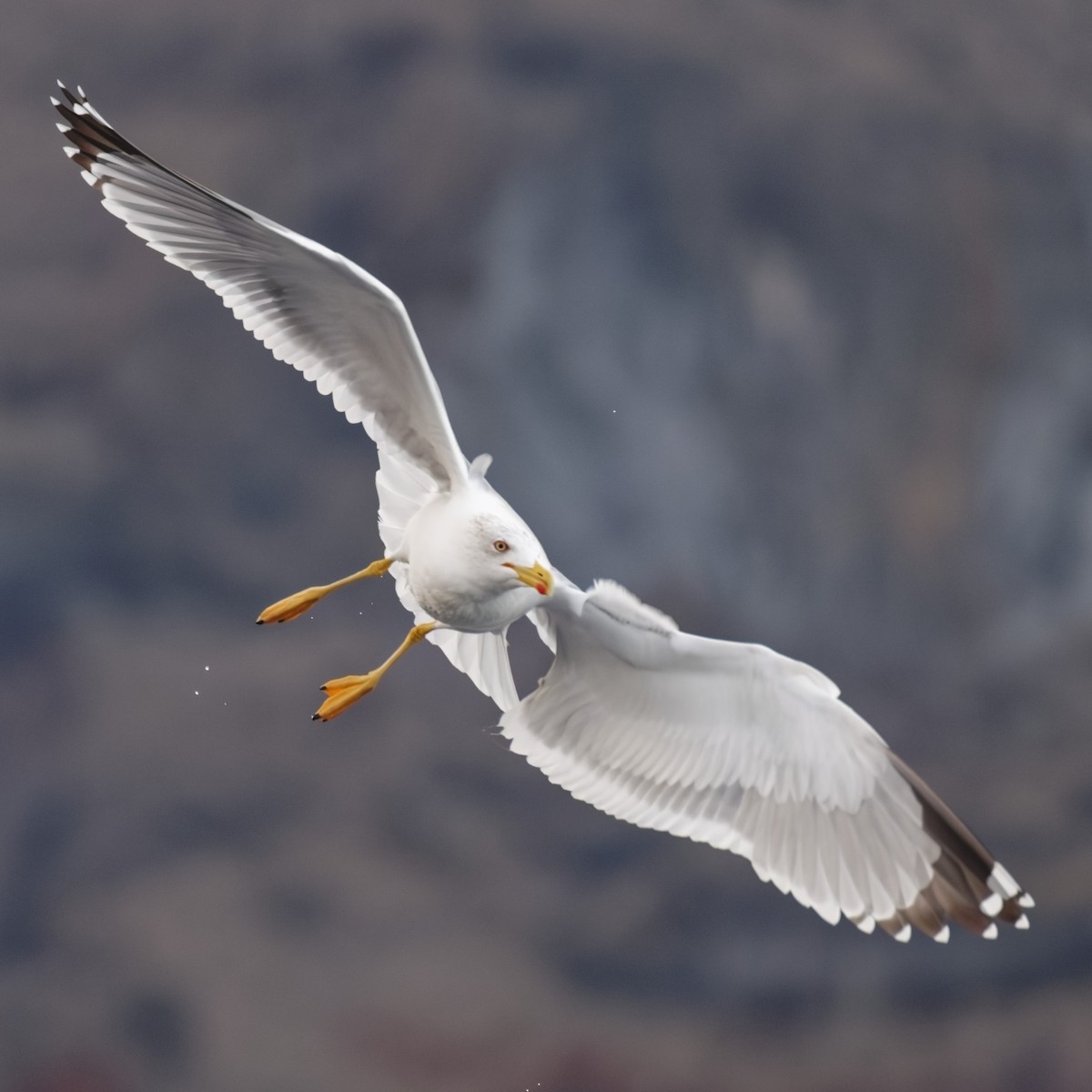 Yellow-legged Gull - ML643885263