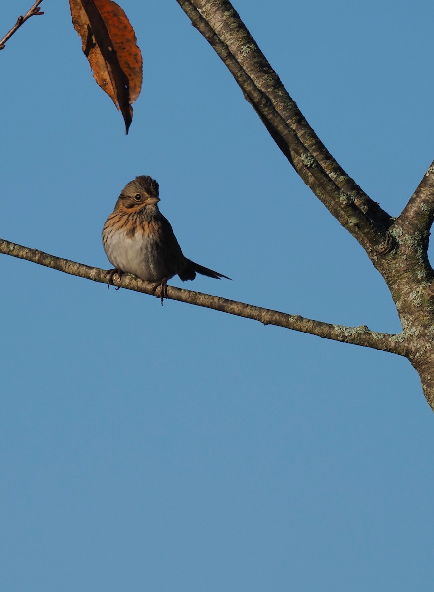Lincoln's Sparrow - ML643885279