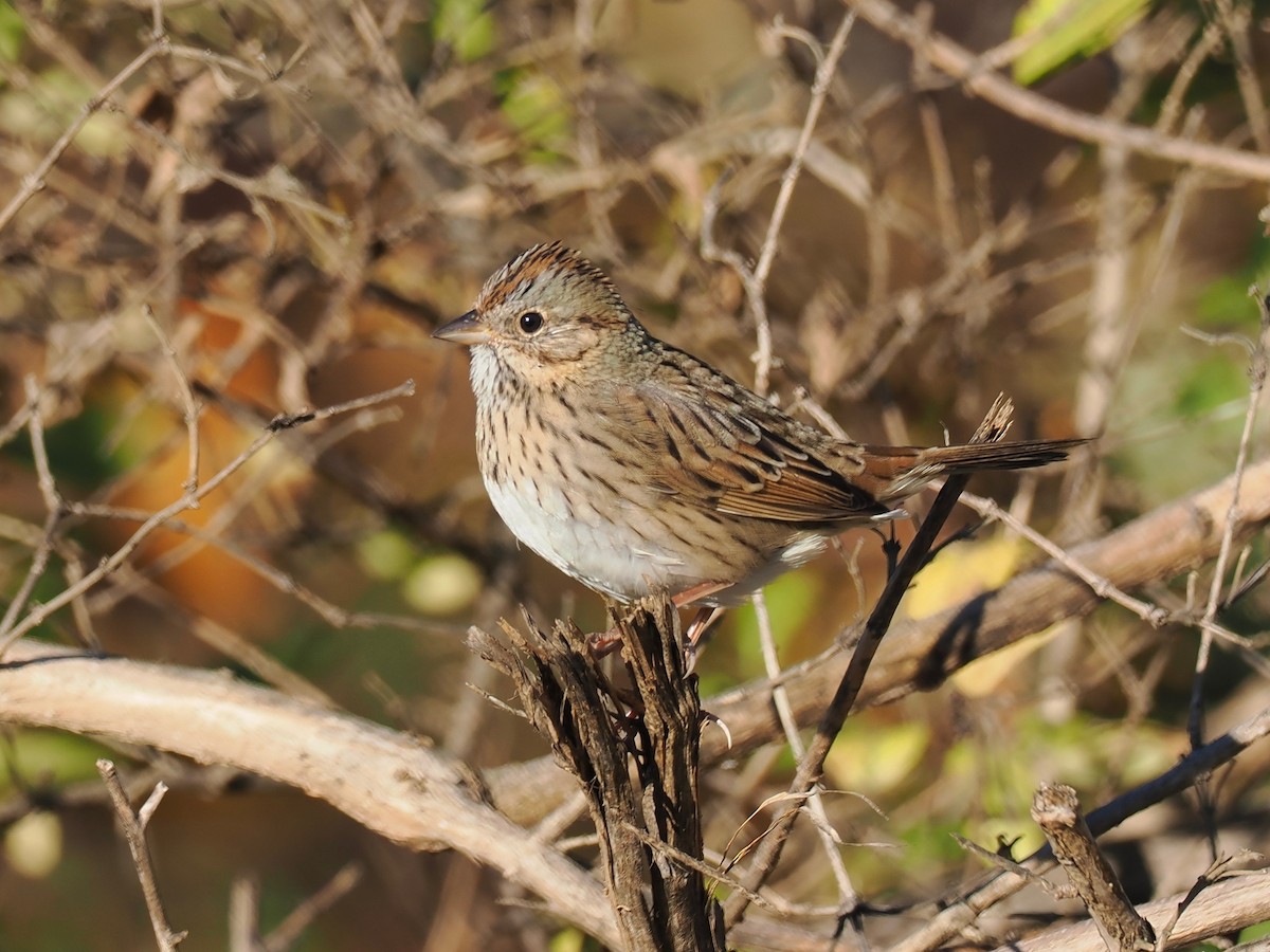 Lincoln's Sparrow - ML643885280