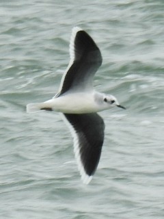 racek malý - ML643885295