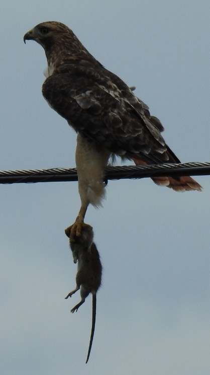 káně rudochvostá - ML643885300